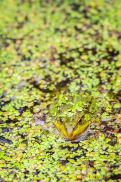 Green Frog - duckweed - Portrait format Foto stock
