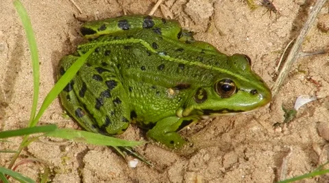 Green frog eats insects. Stock Footage 60762090