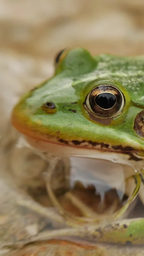 Green frog eye close-up, reflecting natural beauty. Vertical video Stock Footage 279823912