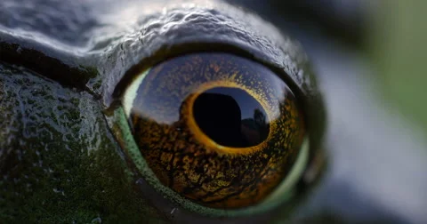Green Frog Eye Wide Open with Persons Reflection Macro Close Up, 4K Stock Footage 67500610