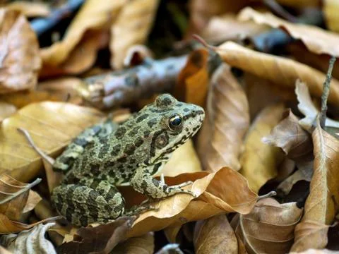 Green frog on the fall leaves Stock Photos