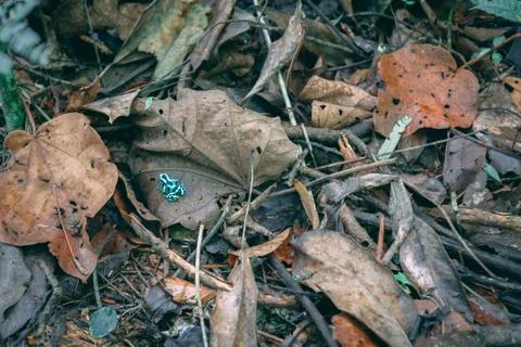 Green frog on fall leaves Stock-Fotos