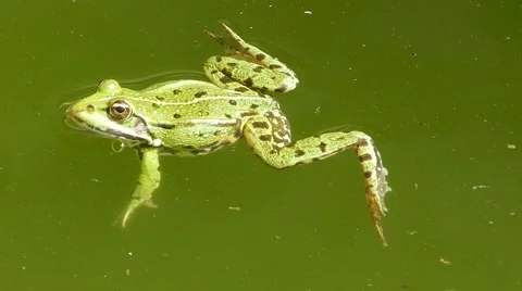 Green frog floating in the water and looks around. Stock Footage 65249460