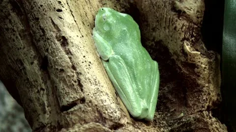 Green Frog Stock Footage 12437835