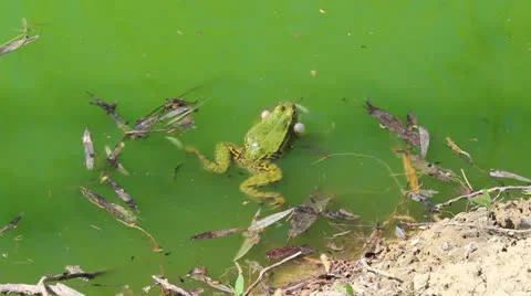 Green frog Stock Footage 22914701