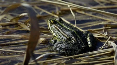 Green frog Stock Footage 54342196