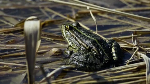 Green frog Stock Footage 54717727