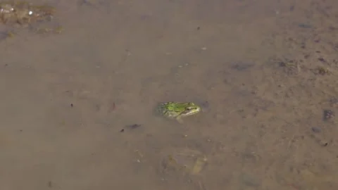 Green frog Stock Footage 323443925