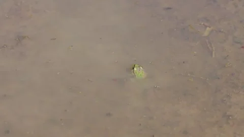 Green frog Stock Footage 323443951