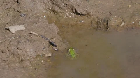 Green frog Stock Footage 323444104