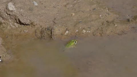 Green frog Stock Footage 323444212