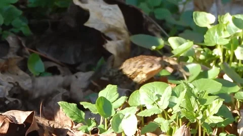 A green frog in a forest on a clearing sneaks through dry leaves and green grass Stock Footage 309000893
