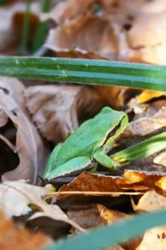 Green frog in forest Stock Photos