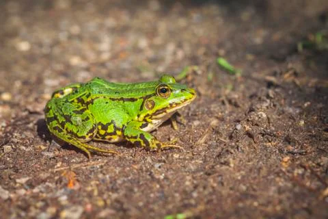 Green Frog - forest trail 스톡 사진
