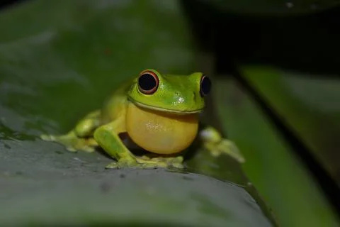 Green Frog Front On Stock Photos