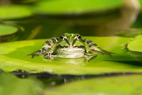 Green frog front view Stock Photos