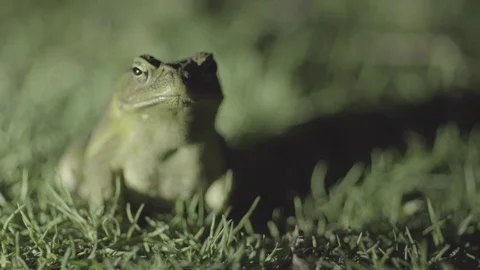 Green frog in the grass Stock Footage 77805994