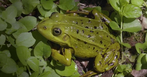 Green frog on the grass Stock Footage 245489484
