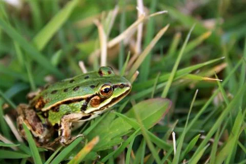 Green frog in the grass Stock Photos