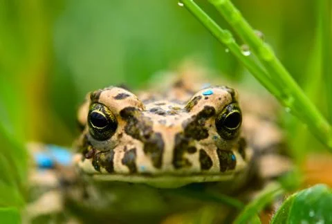 Green frog in the grass Stock Photos