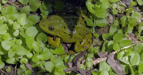 Green frog on the grass in water Stockbeeldmateriaal 245538103