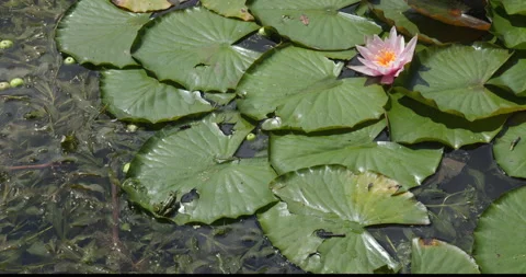 Green frog on the grass in water 库存影片 245539663