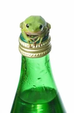 Green frog on green bottle Stock Photos