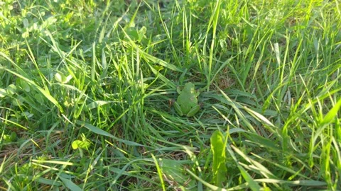 Green Frog In The Green Grass Stock Footage 200442706