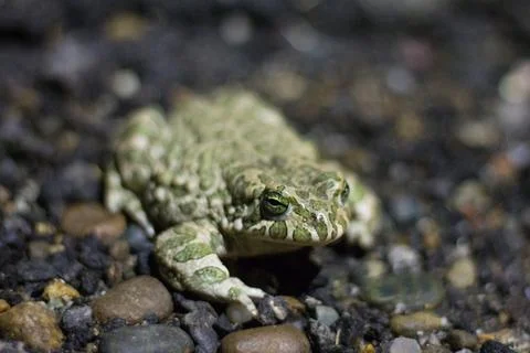 Green frog on the ground. Close-up. Selective focus Stock Photos