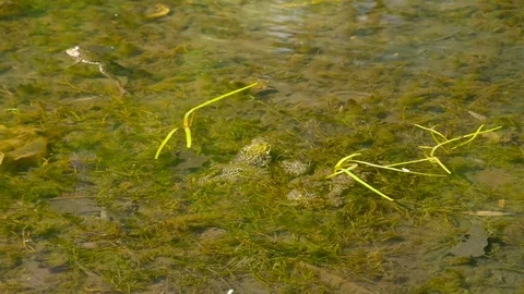 Green frog guards its nest in the water Video stock 76449674