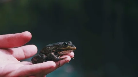Green Frog in the Hands of the Child Jumps. Slow Motion Stock Footage 80335029