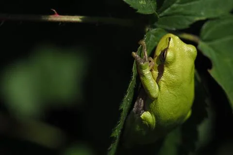 Green frog hanging from a leaf Stock Photos