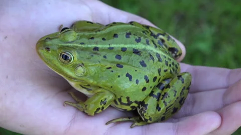 Green Frog held in a hand Stock Footage 239660427