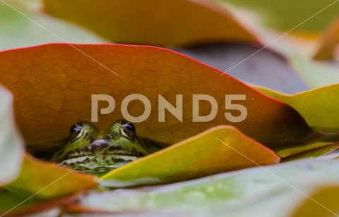 Green frog hiding Stock Photos