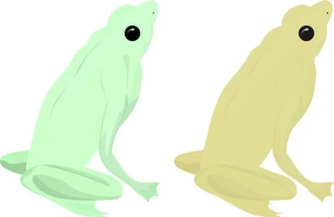 Green frog Stock Illustration