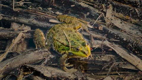 Green frog inflating white vocal sacs wh... | Stock Video | Pond5