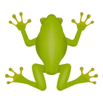 Green frog isolated on white background. Vector illustration. Stock Illustration