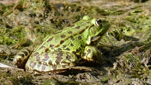 Green frog in its natural environment on algae and marsh moss in wetlands Stock Footage 312684086