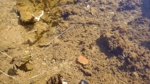 Green frog jump and hide in water. frog swimming in the water, amphibians, toad Stock Footage 141333510