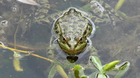 Green frog in the lake Stock-Footage 241589936