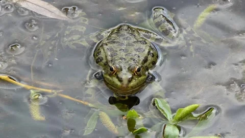 Green frog in the lake Stock-Footage 241590608