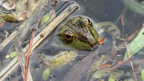 Green frog in the lake Stock-Footage 241658822