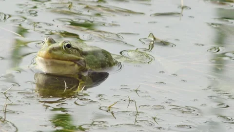 Green frog in a lake with grass, front view, close-up Vídeos de archivo 240626077