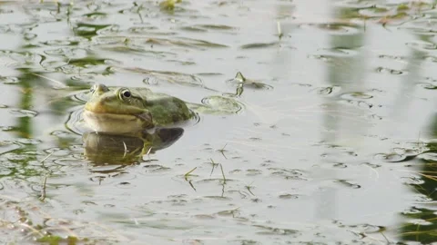 Green frog in a lake with grass, front view Vídeos de archivo 240626123