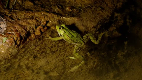 A green frog is lying in clear water. night frame with artificial light, slow Stock Footage 256019259