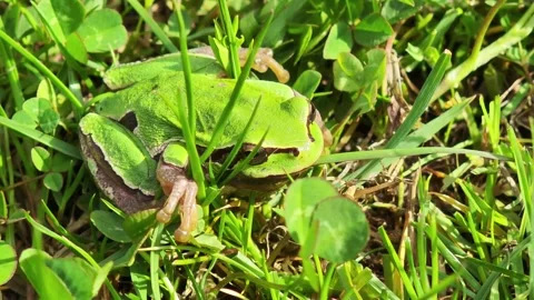 Green frog lying on vibrant green grass Видео 307865264