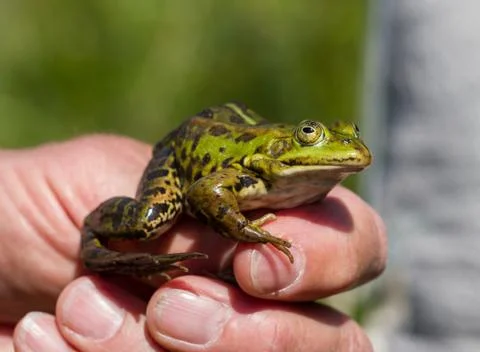 Green frog in a mans hand Stock Photos