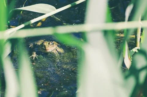 Green Frog in Marsh Stock Photos