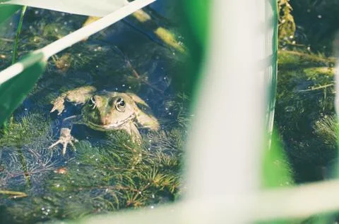 Green Frog in Marsh 库存照片