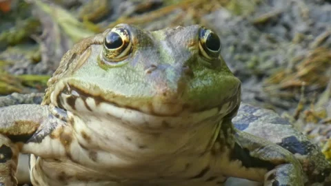 Green frog in natural environment on algae and marsh moss in wetlands close-up Stock Footage 310494163